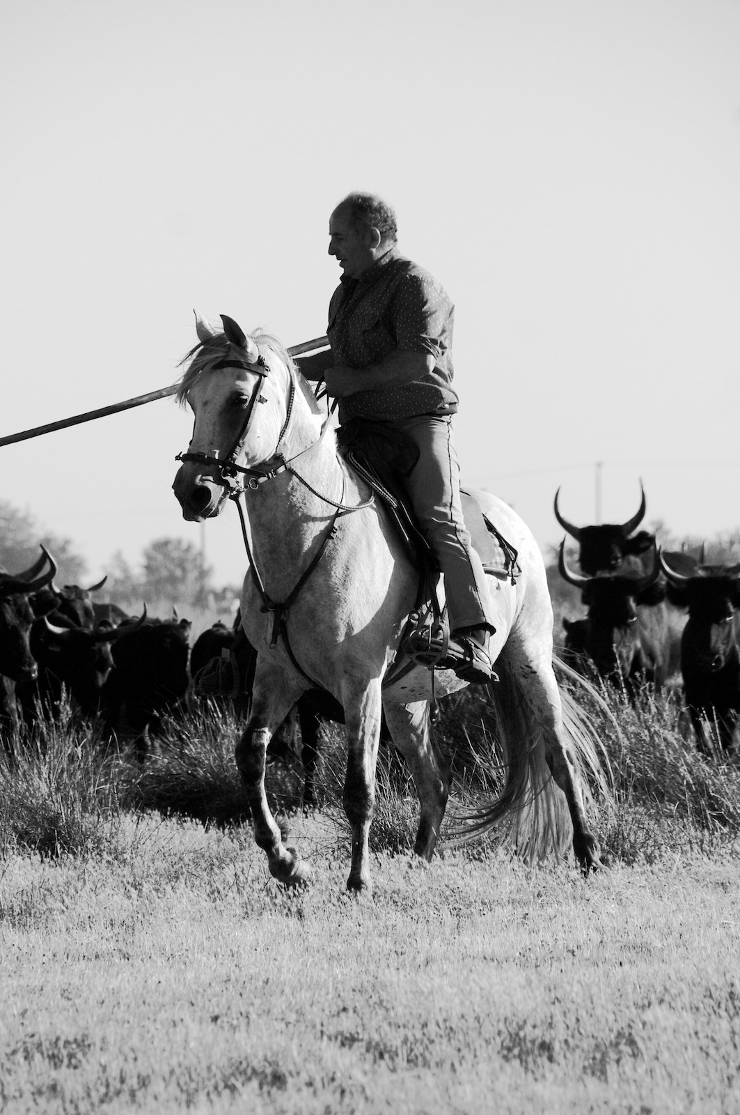 A gardian on a white horse among Camargue bulls