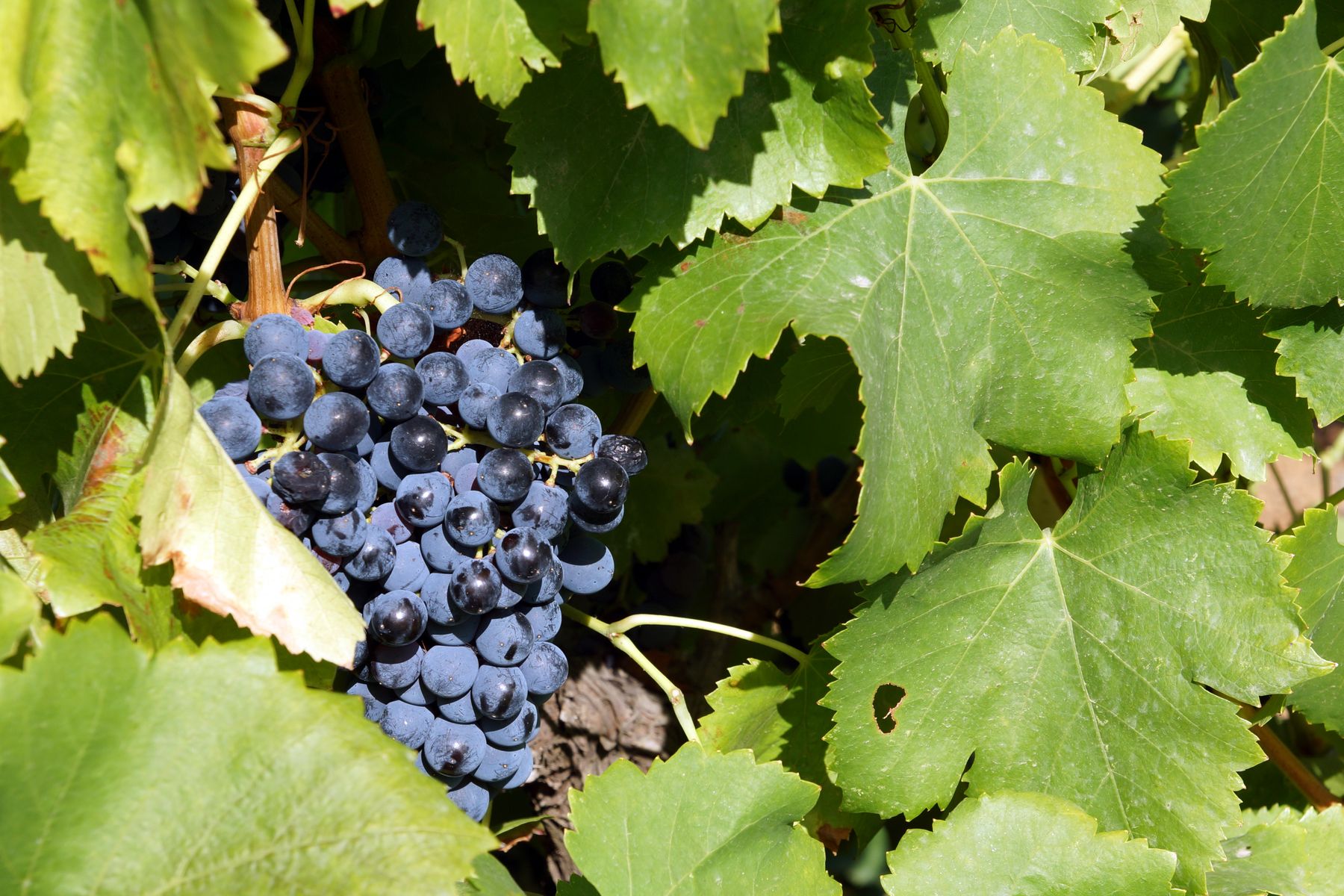 Grapes growing on a vine, illustrating Provence wine country